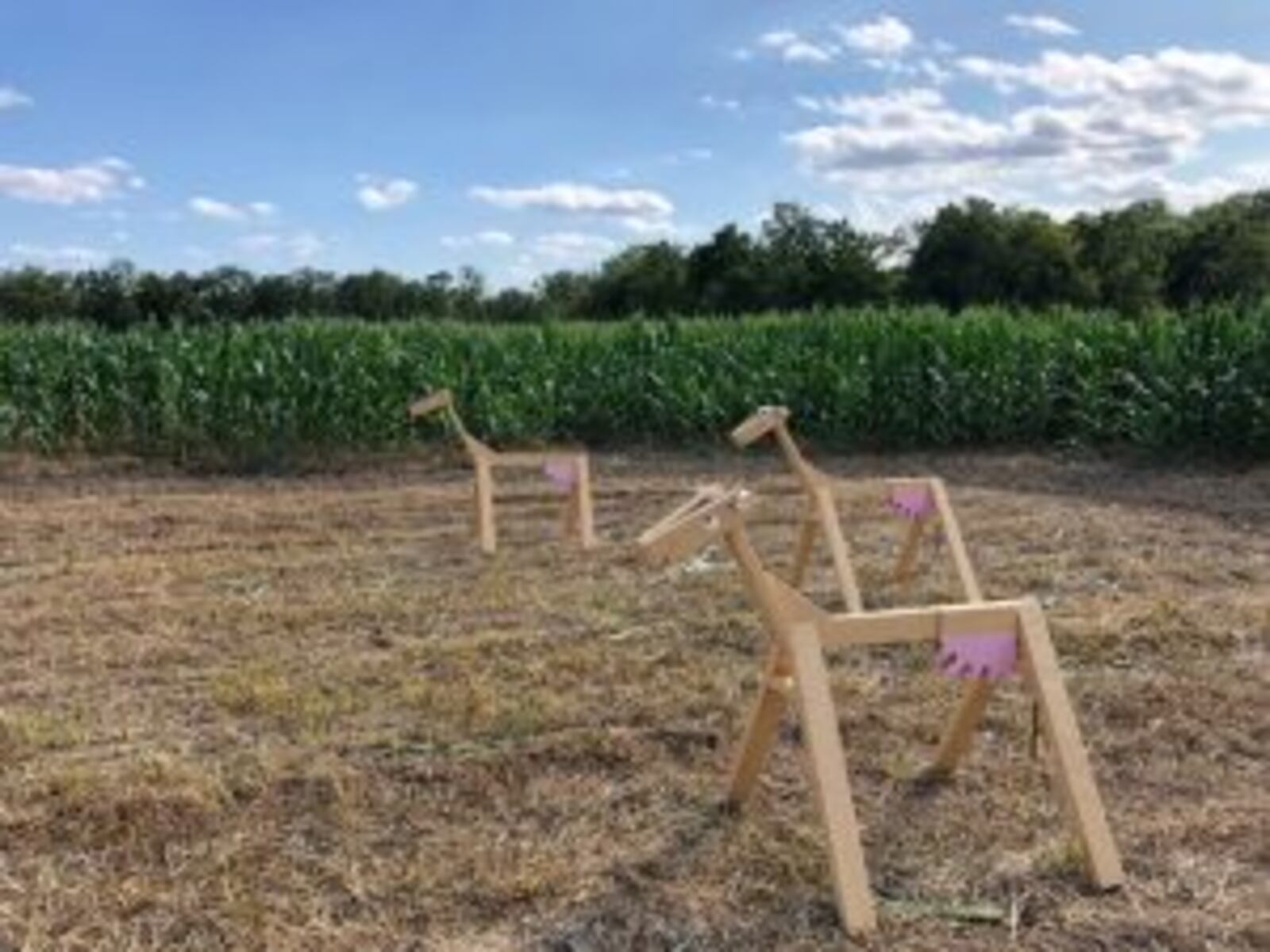 Extreme weather caused Young’s Jersey Dairy to transform its annual corn maze into a new outdoor play area.