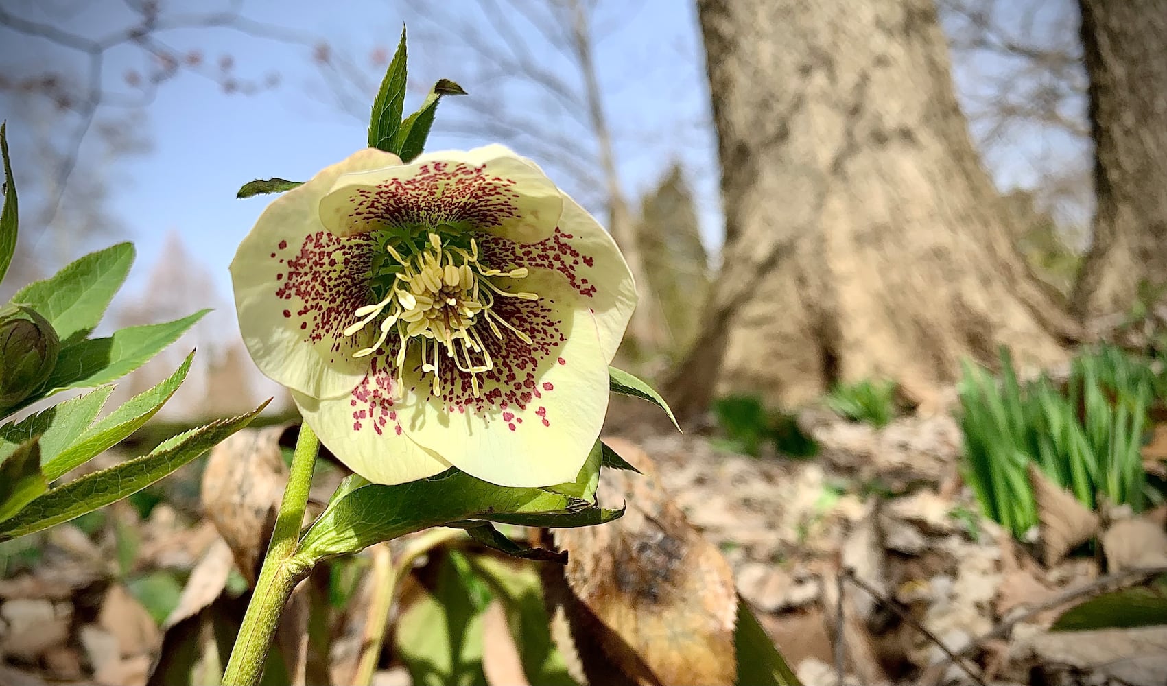 Spring Flowers 