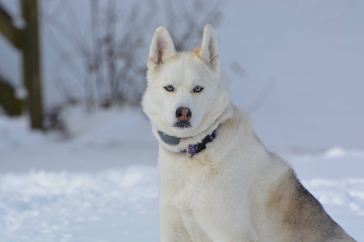 PHOTOS: It’s National Dog Day! Here are some puppy smiles for you