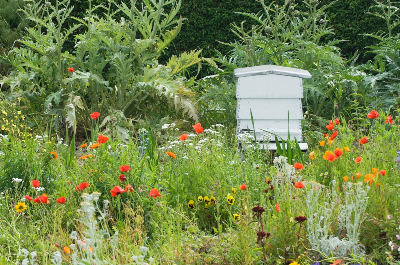 Some people are gravitating toward "messy" gardens and landscaping at home to provide more natural comfort and places for bees and pollinators to do their work. iSTOCK/COX