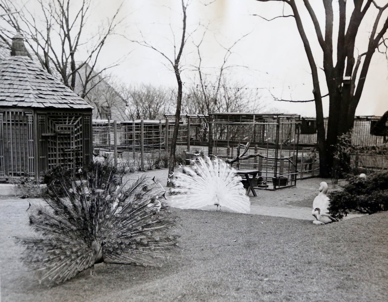 Dayton Art Institute's petting zoo