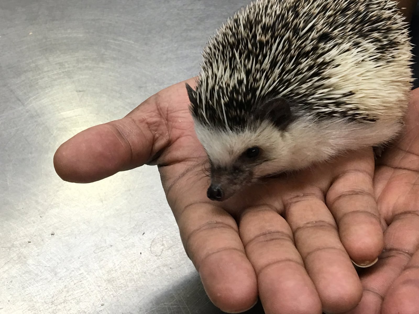 Quilliam, the Boonshoft Museum of Discovery’s African Pygmy Hedgehog, has died. SUBMITTED