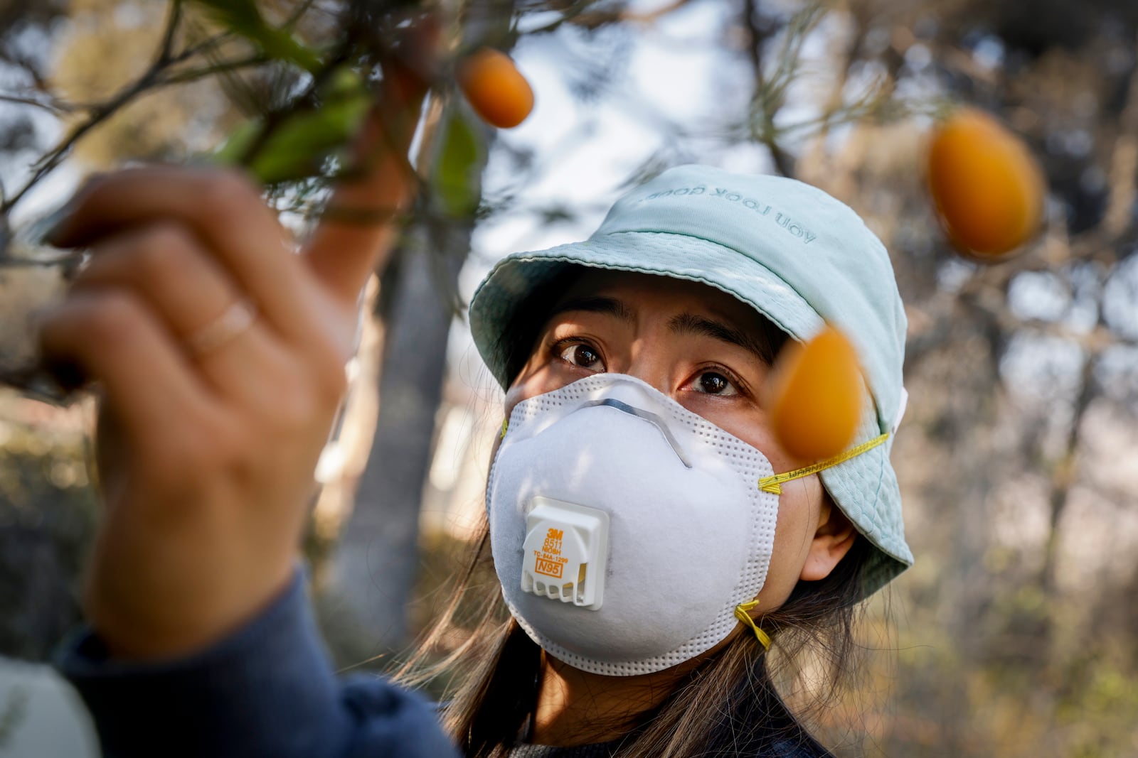 Demmi Choo, 31, inspects a surviving Kumquat tree outside her destroyed home in Altadena, Calif. on Friday, Jan. 10, 2024.(Brontë Wittpenn/San Francisco Chronicle via AP)