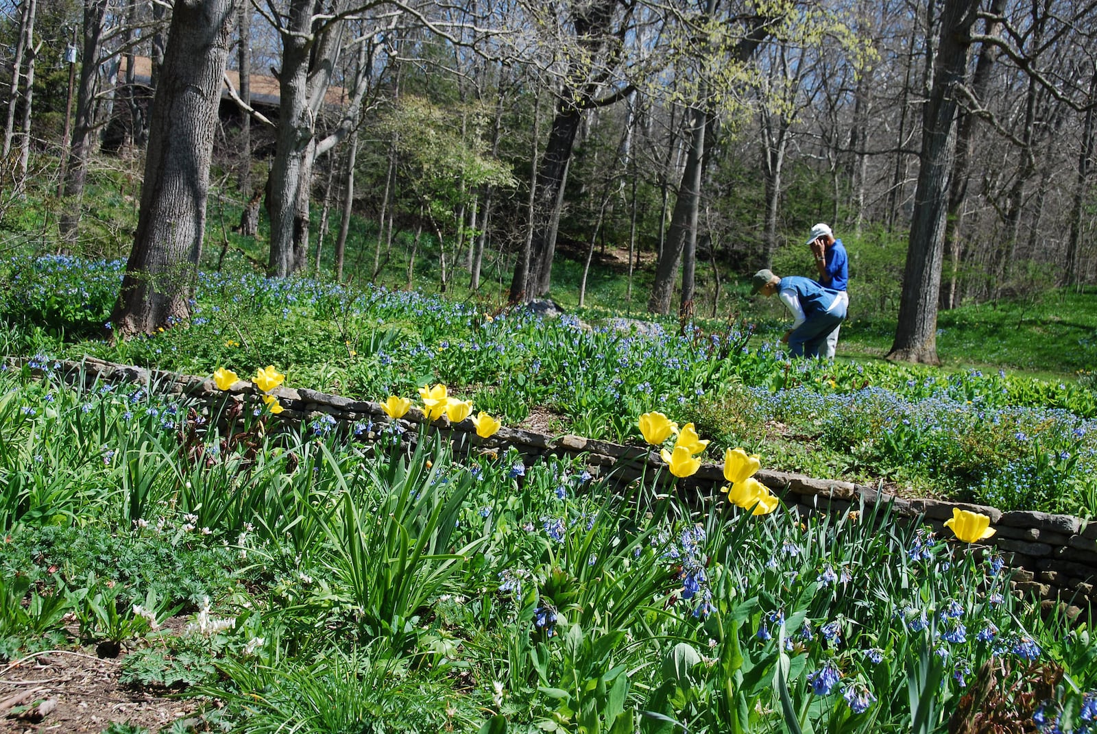 Aullwood in spring