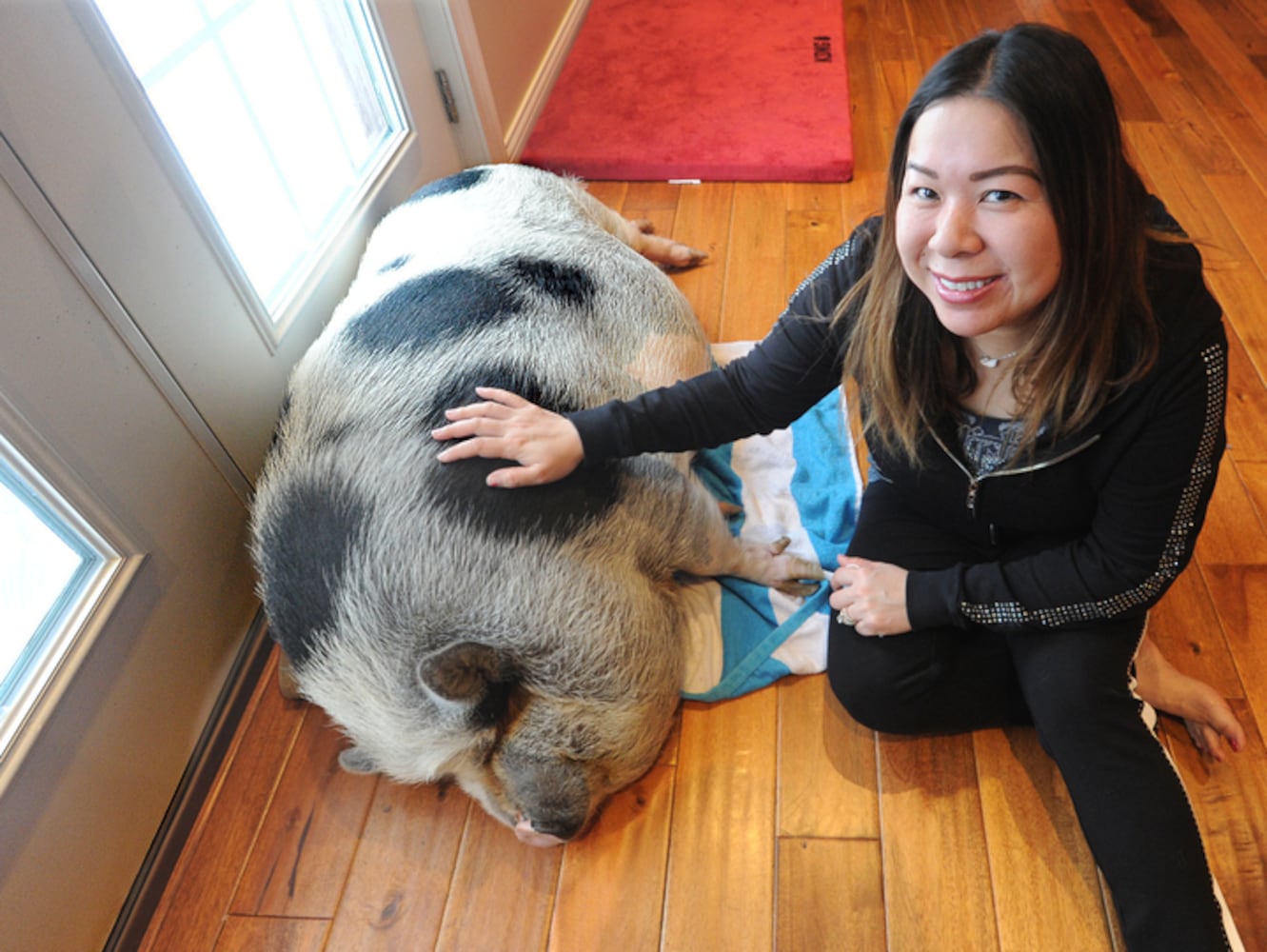 PHOTOS: Pet pig at center of dueling lawsuits