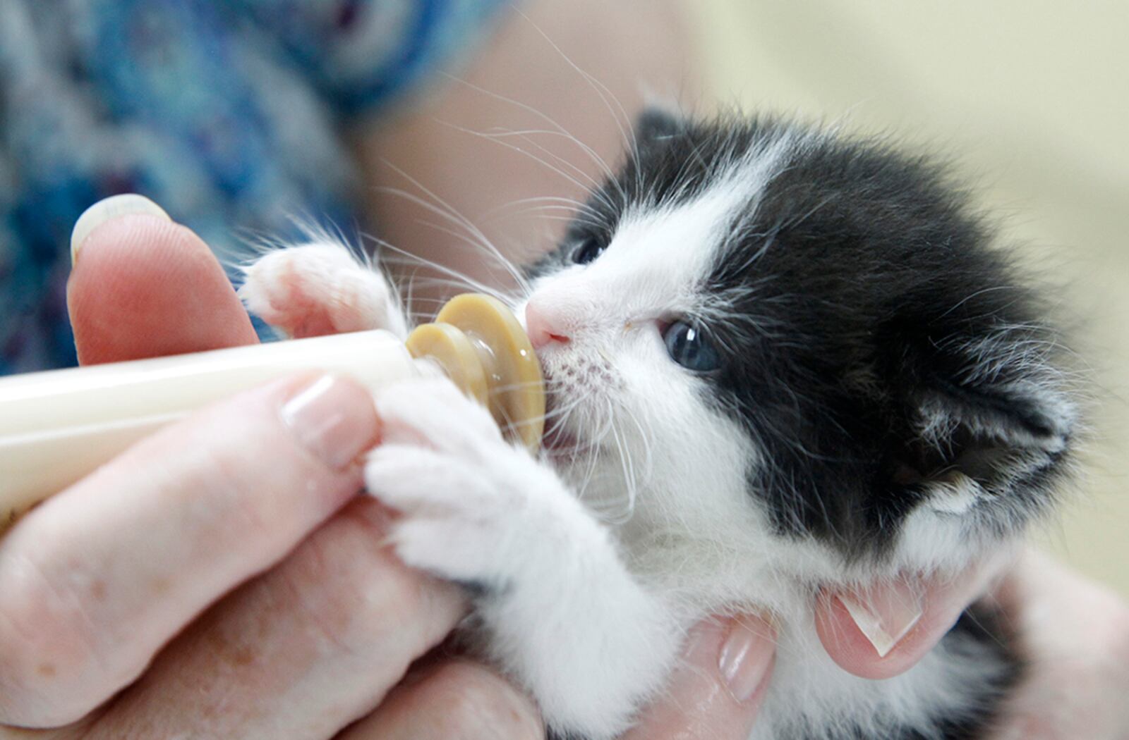 Local animal shelters are expecting an influx of motherless kittens and need human foster parents to step in.  LISA POWELL / STAFF