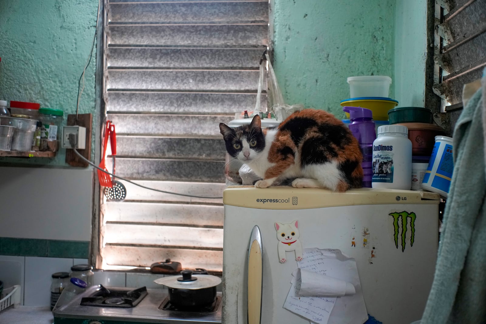 A cat lies on a refrigerator at the Adoptions for Love animal shelter in Havana, Cuba, Wednesday, Oct. 2, 2024. (AP Photo/Ramon Espinosa)