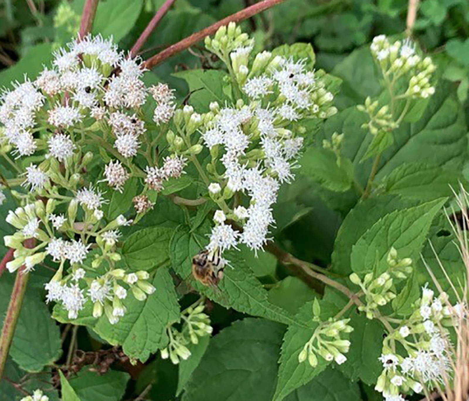 A honeybee feeds on wingstem near Wright-Patterson Air Force Base’s Huffman Prairie. Honeybees also feed on boneset, tall boneset, snakeroot and milkweed, which has abundant amounts of nectar or pollen. CONTRIBUTED PHOTO