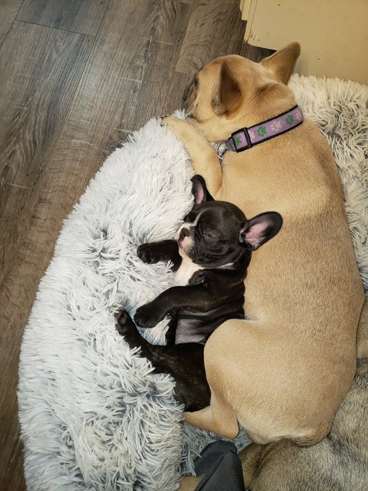 PHOTOS: It’s National Dog Day! Here are some puppy smiles for you