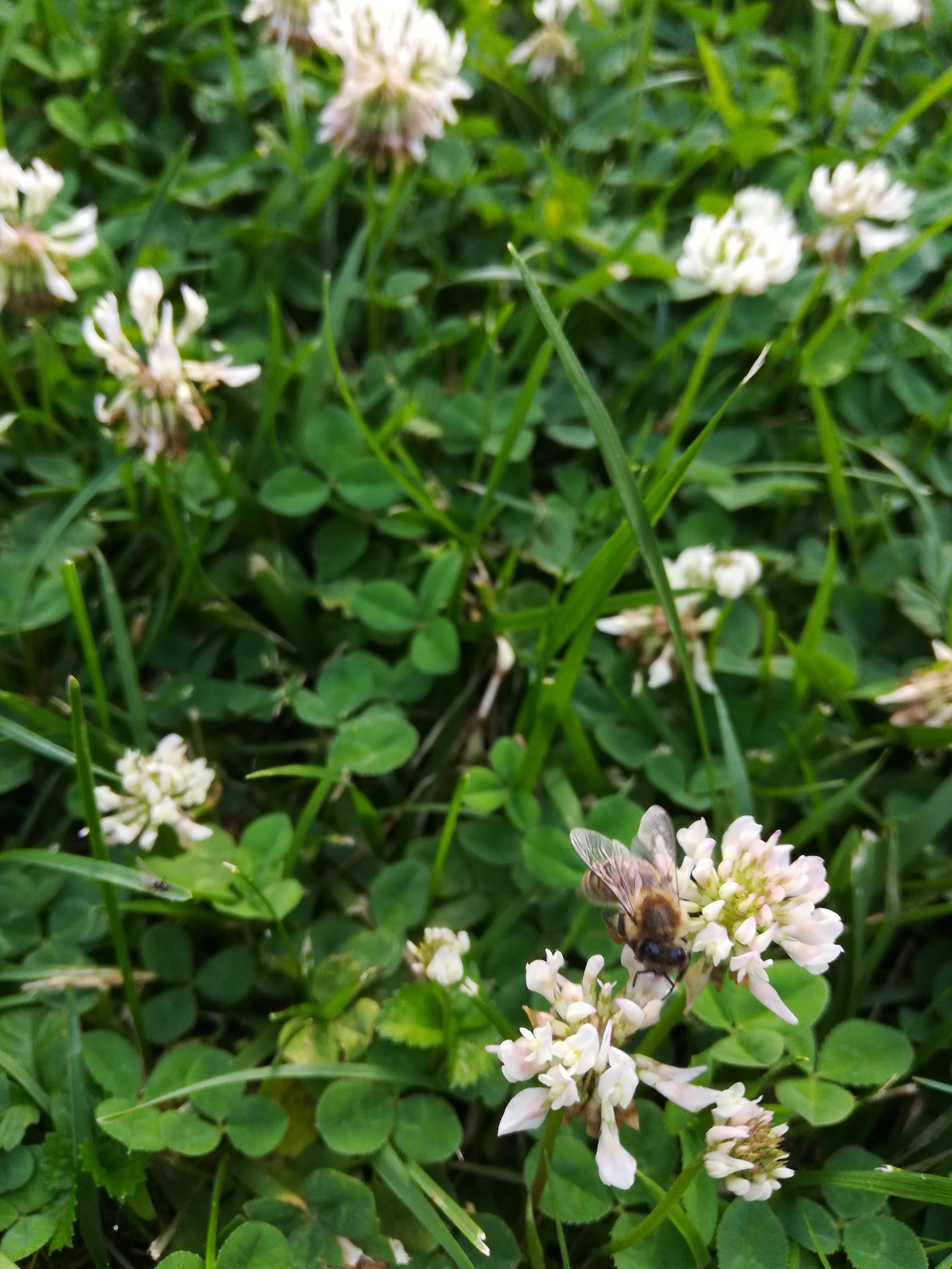 The "Quilt Lawn" method can help protect our pollinators. (CONTRIBUTED)