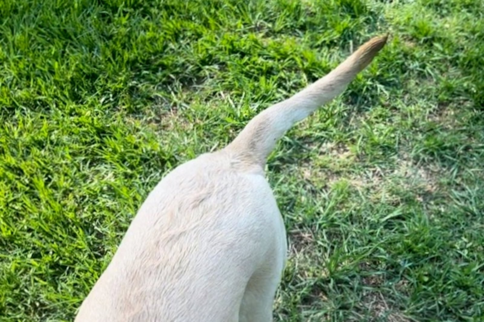 Addie's flat tail, a sign of a limber tail. Addie didn’t like her tail being touched when she had the condition. LAUREN JACK/CONTRIBUTED