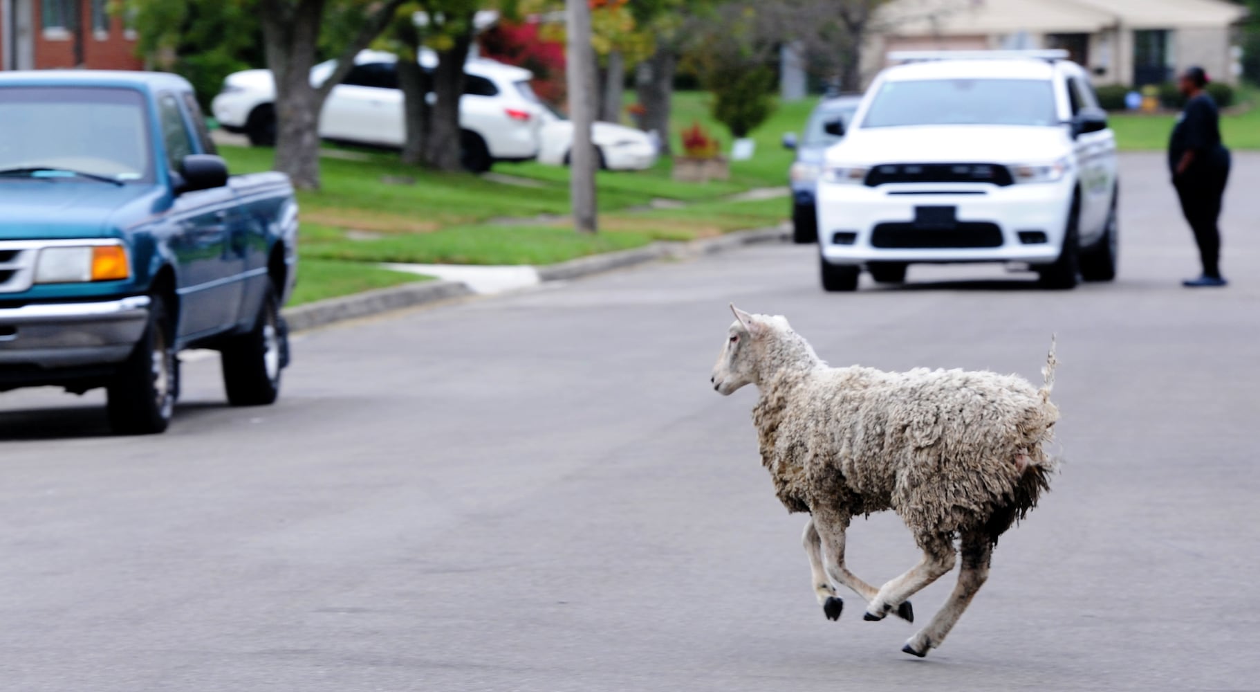 sheep on the run