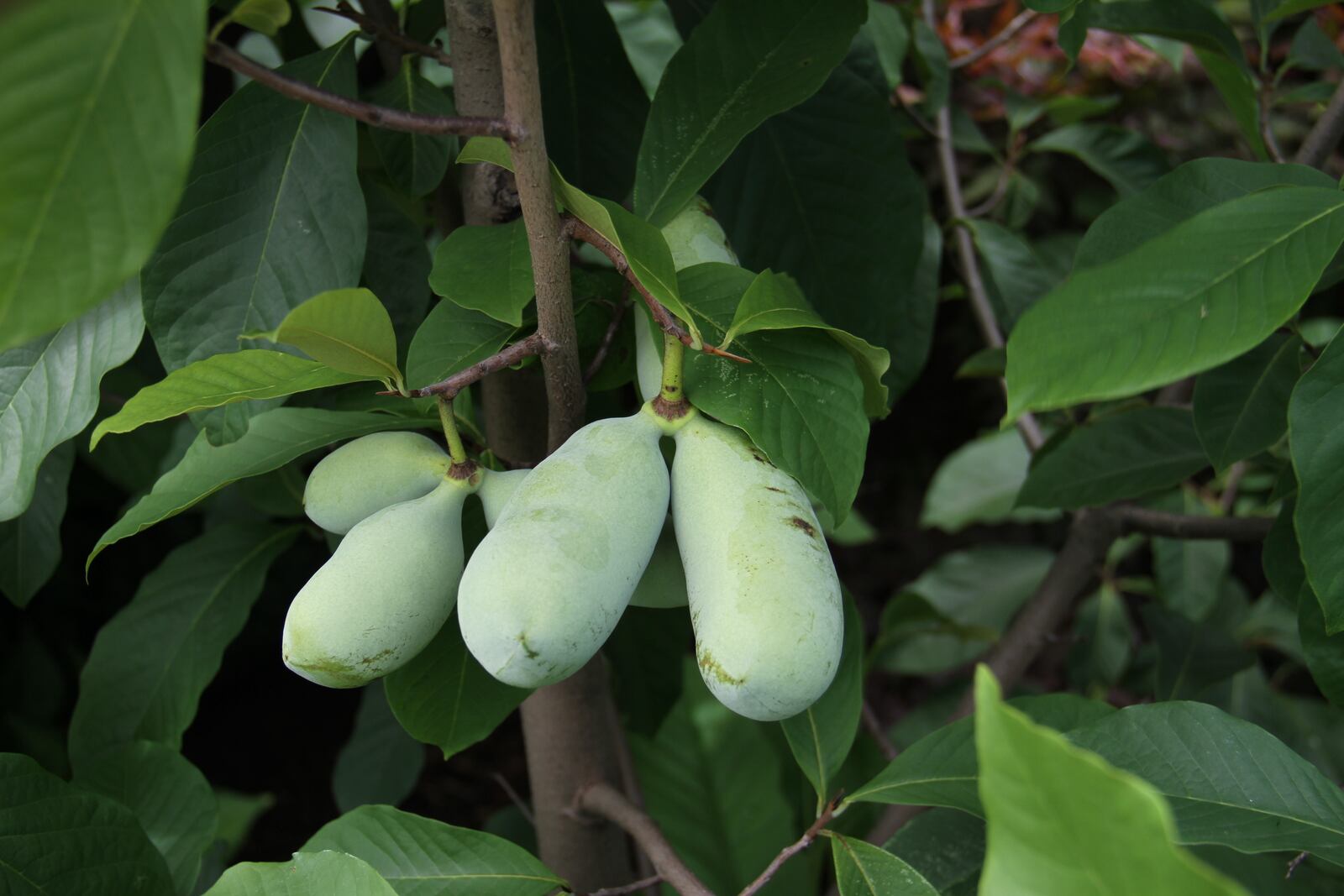 Pawpaw is an angiosperm thus the seed is held within the fruits. CONTRIBUTED