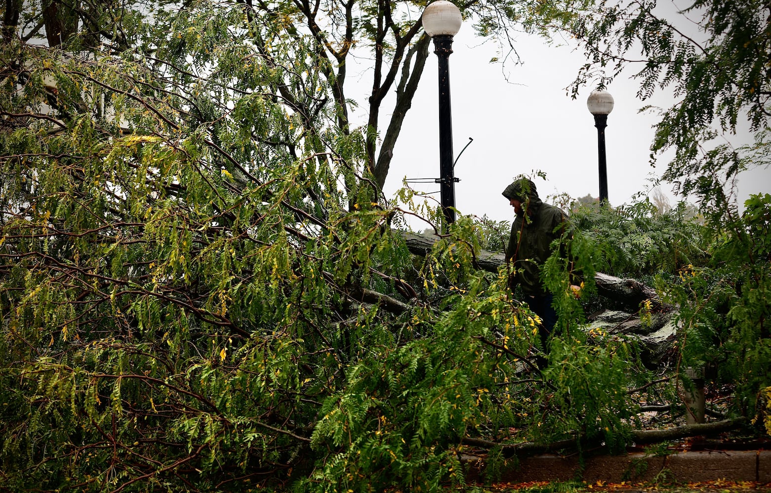 Trees felled at RiverScape MetroPark