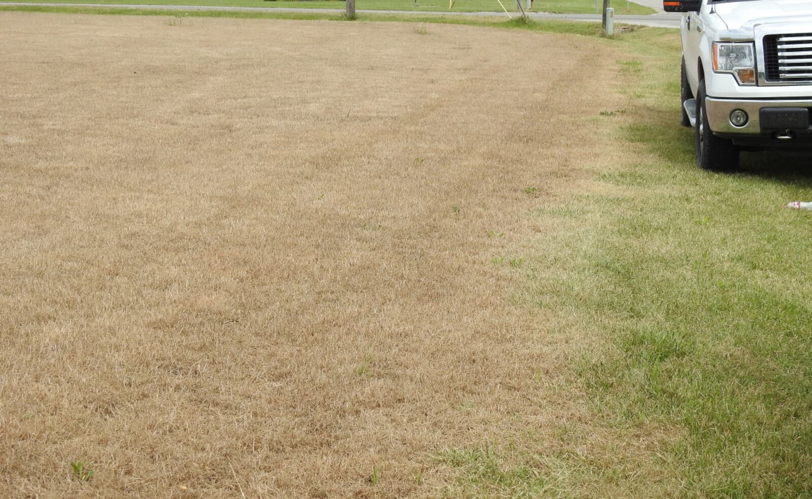 This photo shows damage to turfgrass caused by fall armyworms. CONTRIBUTED