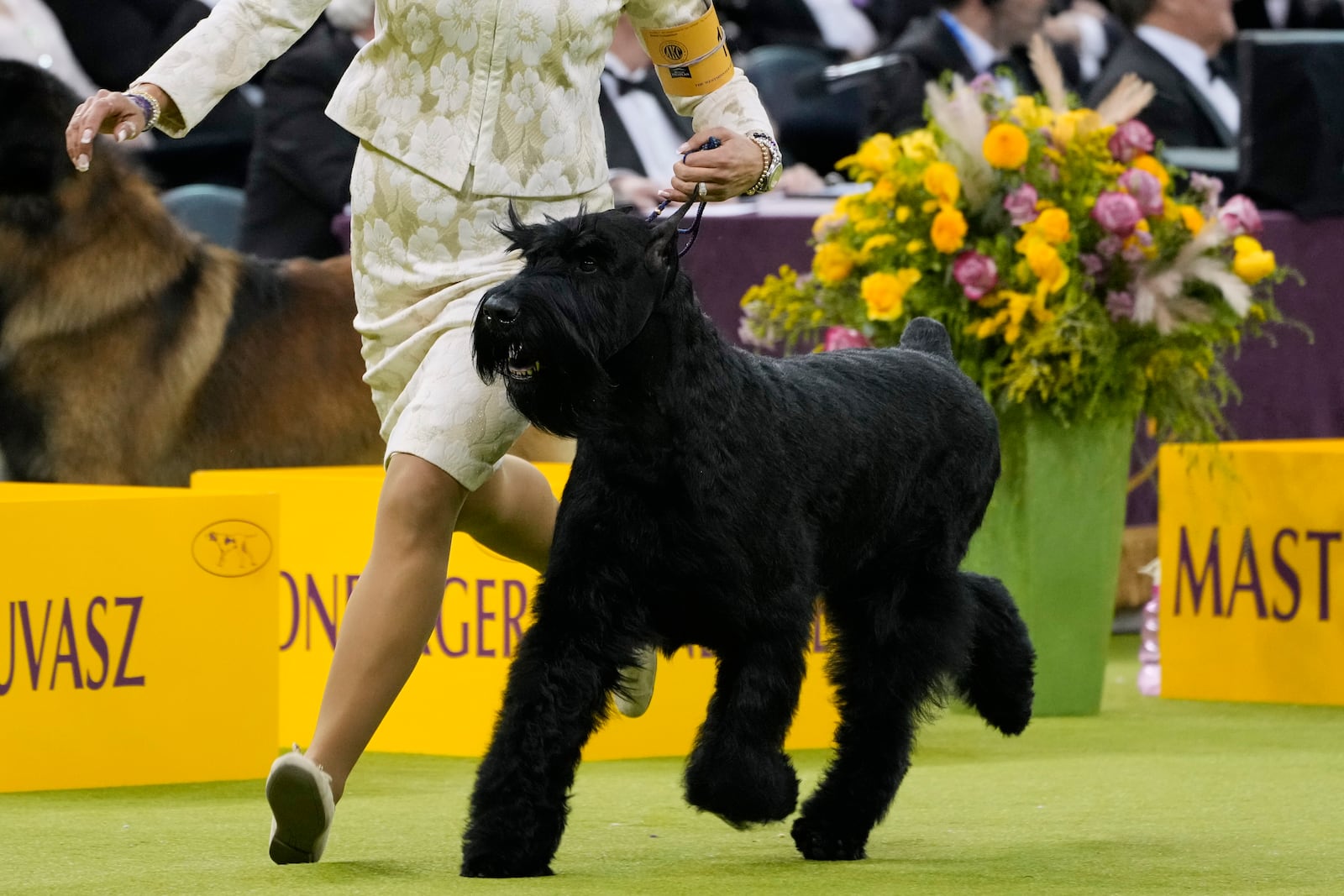 Katie Bernardin and Monty, a Giant Schnauzer, compete in the working group competition during the 149th Westminster Kennel Club Dog show, Tuesday, Feb. 11, 2025, in New York. (AP Photo/Julia Demaree Nikhinson)