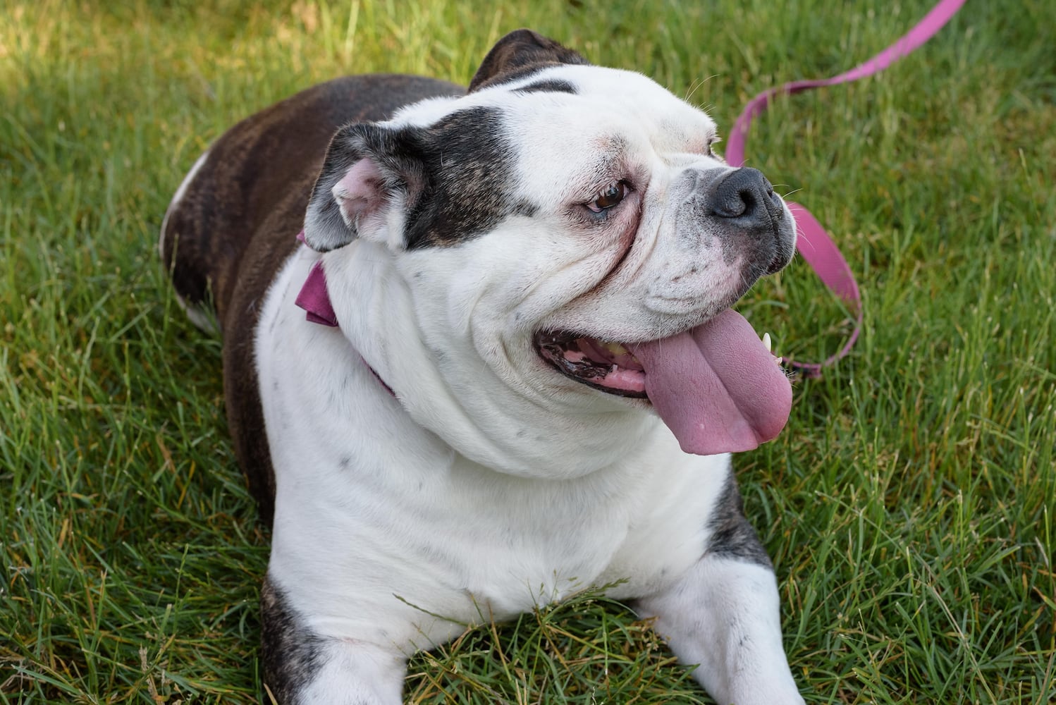 PHOTOS: Did we spot you and your doggie at SICSA’s Lift Your Leg fun run/walk?