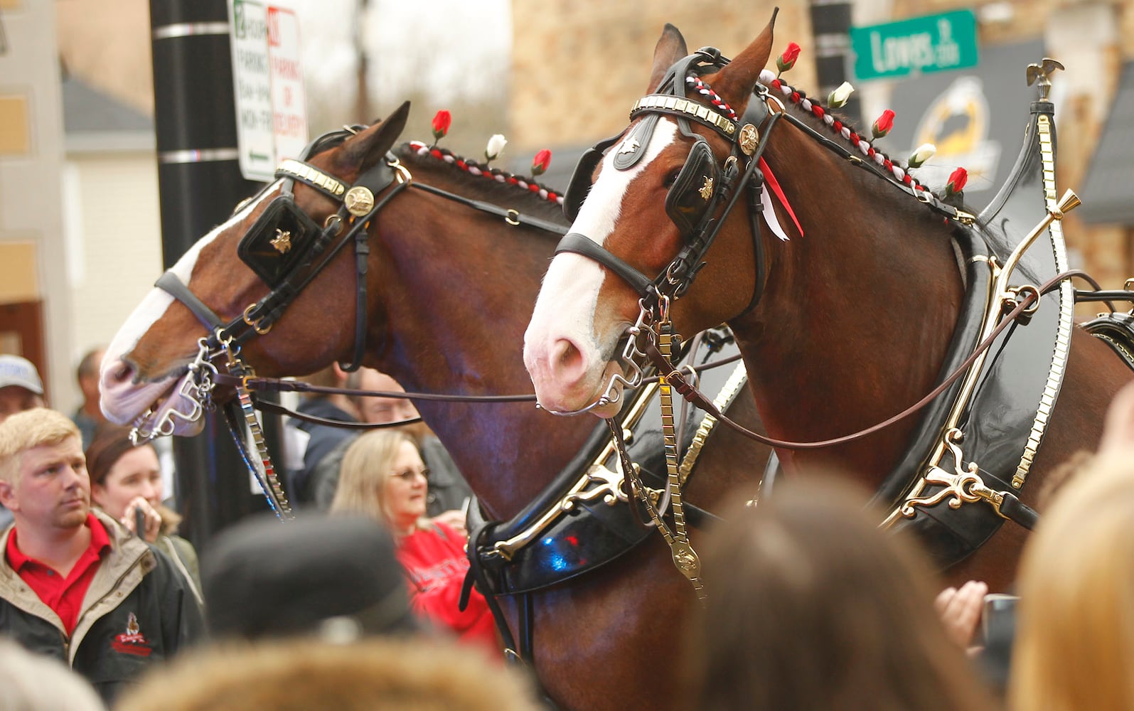 PHOTOS: The Budweiser Clydesdales are in Dayton