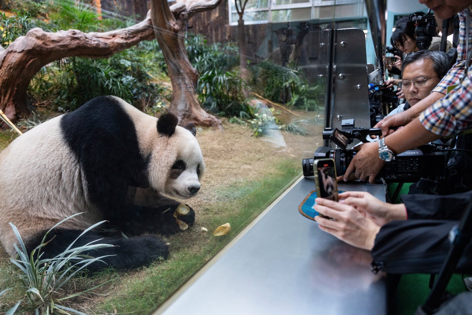 The Beijing-gifted giant panda An An makes his debut appearance to media in Ocean Park during a preview event in Hong Kong, Monday, Dec. 2, 2024. (AP Photo/Chan Long Hei)