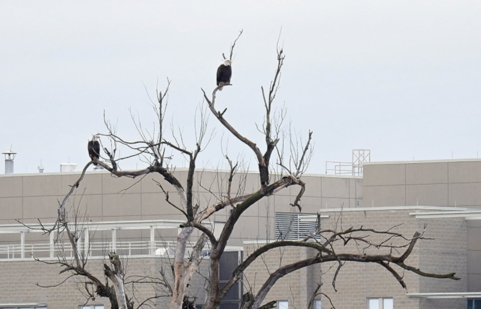 Carillon Park bald eagles