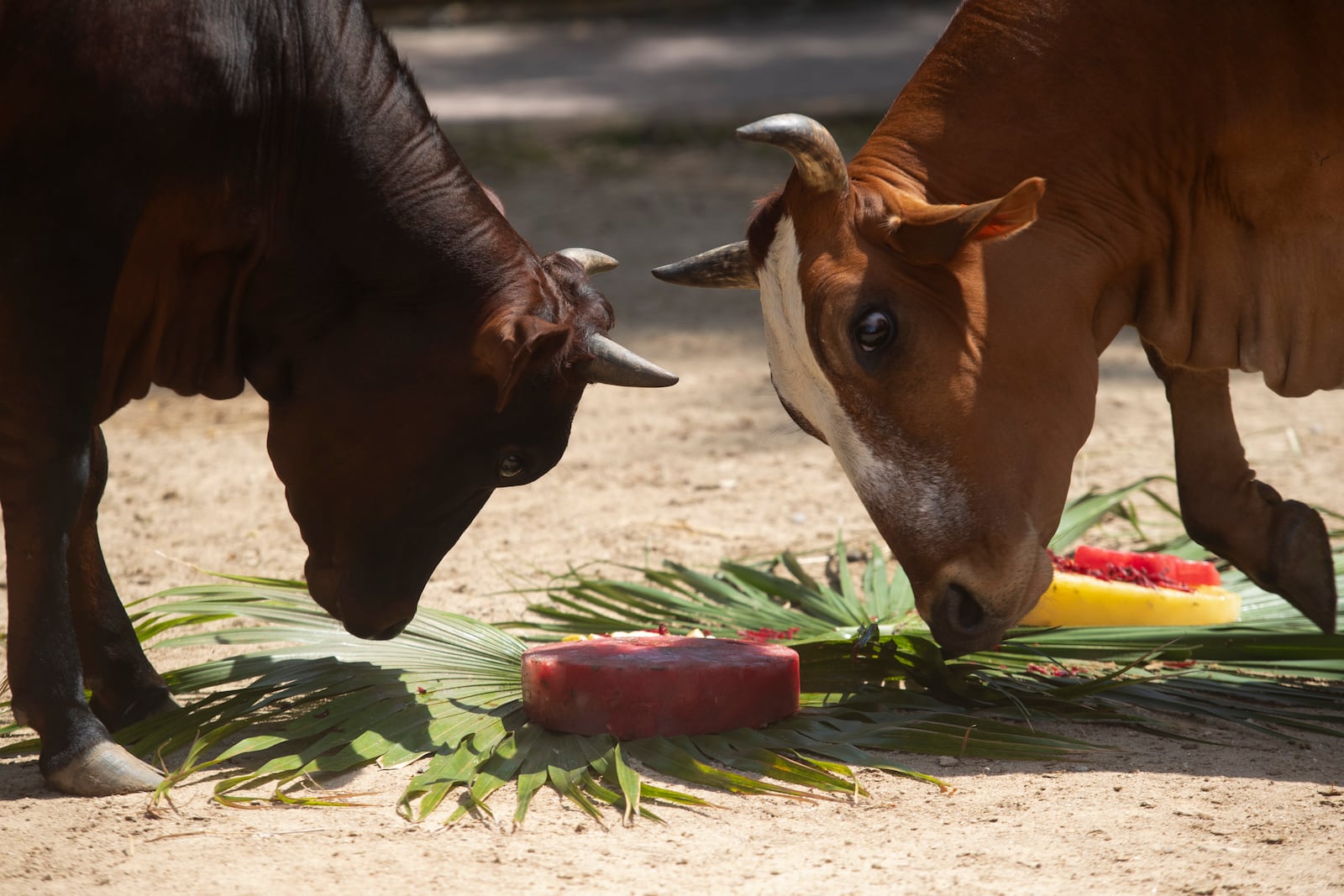 Cows investigate frozen fruit teats given to them as a treat amid the Summer heat at the BioParque do Rio in Rio de Janeiro, Wednesday, Jan. 22, 2025. (AP Photo/Bruna Prado)