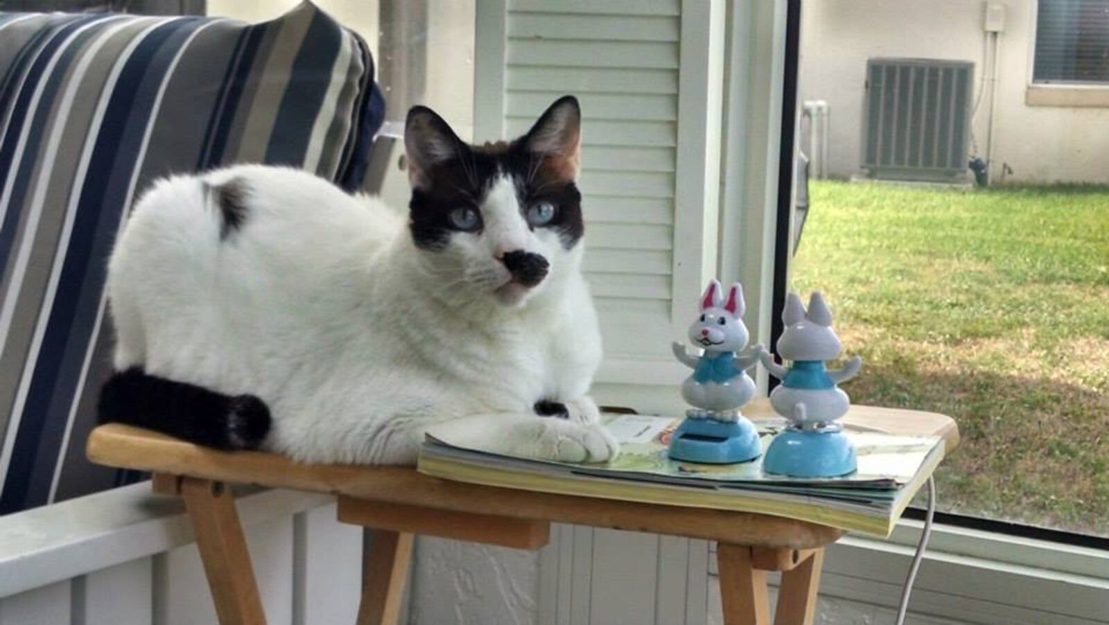 Guests are welcome at cat cafes, but limited to humans and other cats.