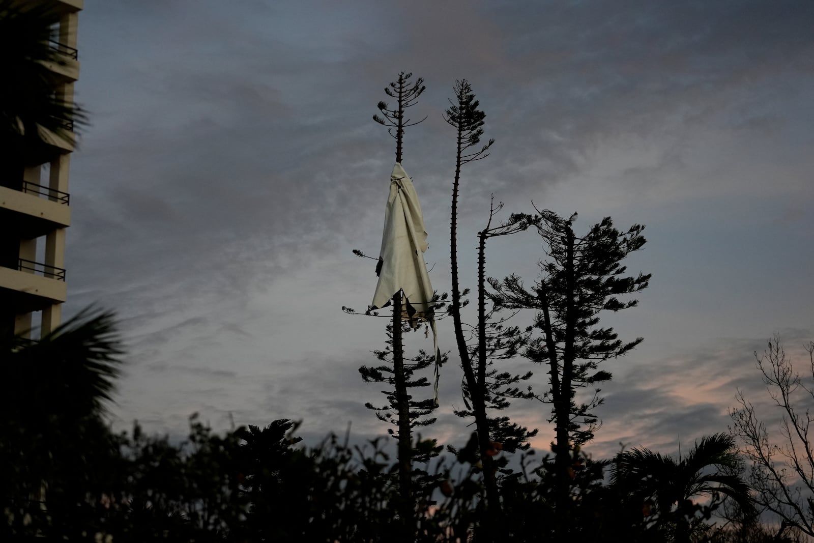 A piece of debris is wrapped high around a tree in Siesta Key, Fla., following the passage of Hurricane Milton, Thursday, Oct. 10, 2024. (AP Photo/Rebecca Blackwell)