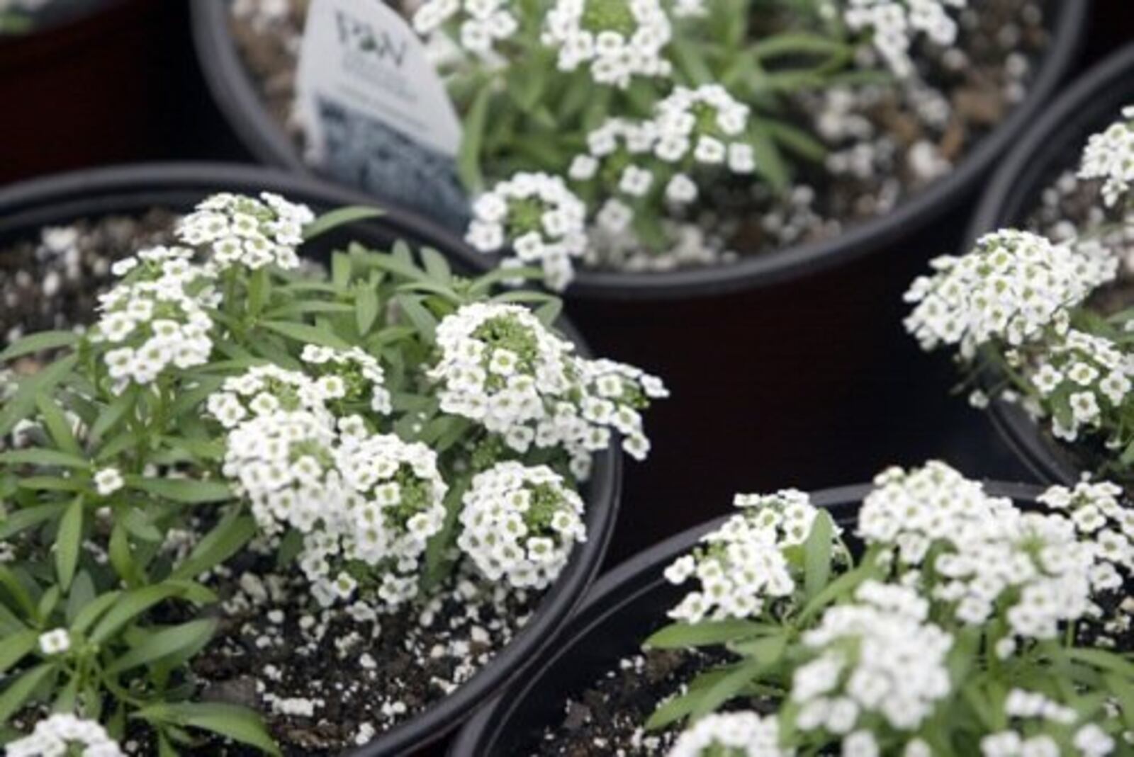 Pictured is a Lobularia hybrid called "Snow Princess" at Knollwood Garden Center production green house in Beavercreek. FILE