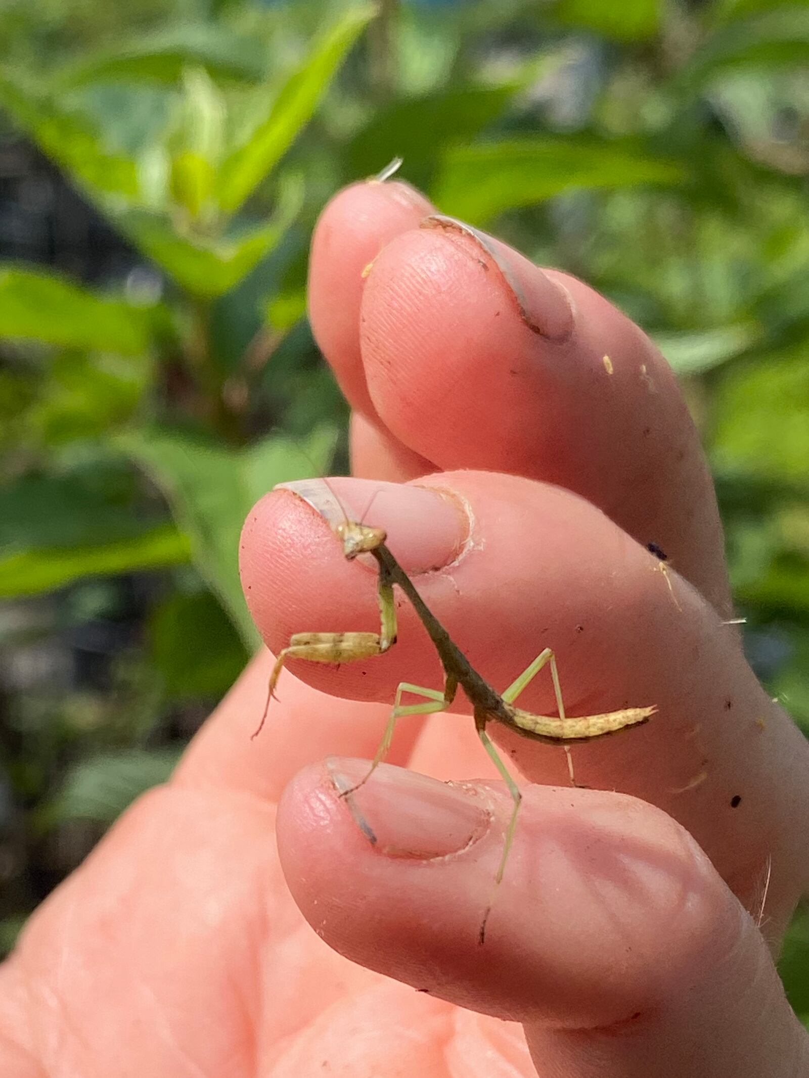 A Carolina praying mantis depends on native plants to nourish its prey. Contributed photo by Kara Maynard