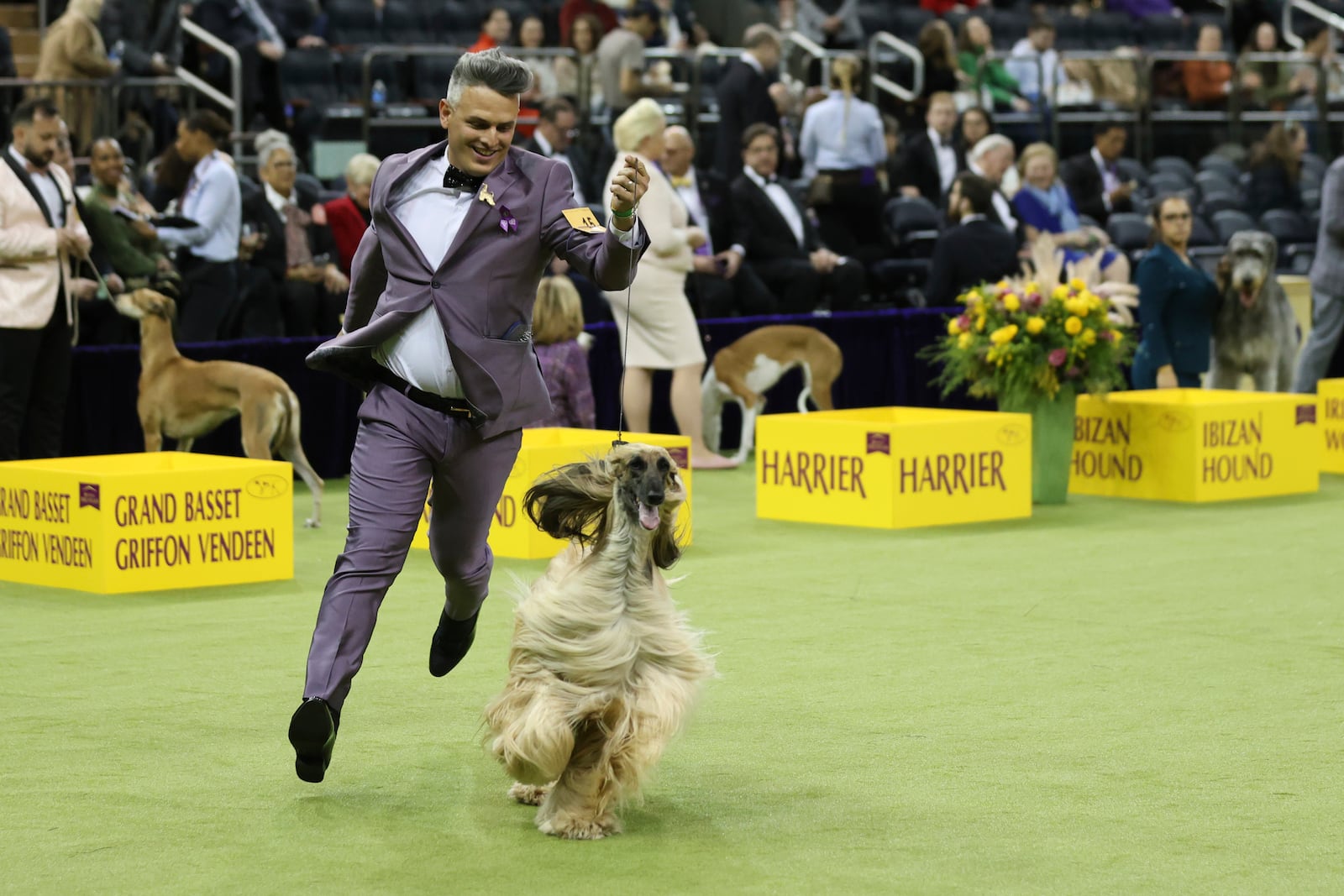 Zadia, an Afghan Hound, runs during the Hound group judging at the 149th Westminster Kennel Club Dog show, Monday, Feb. 10, 2025, in New York. (AP Photo/Heather Khalifa)