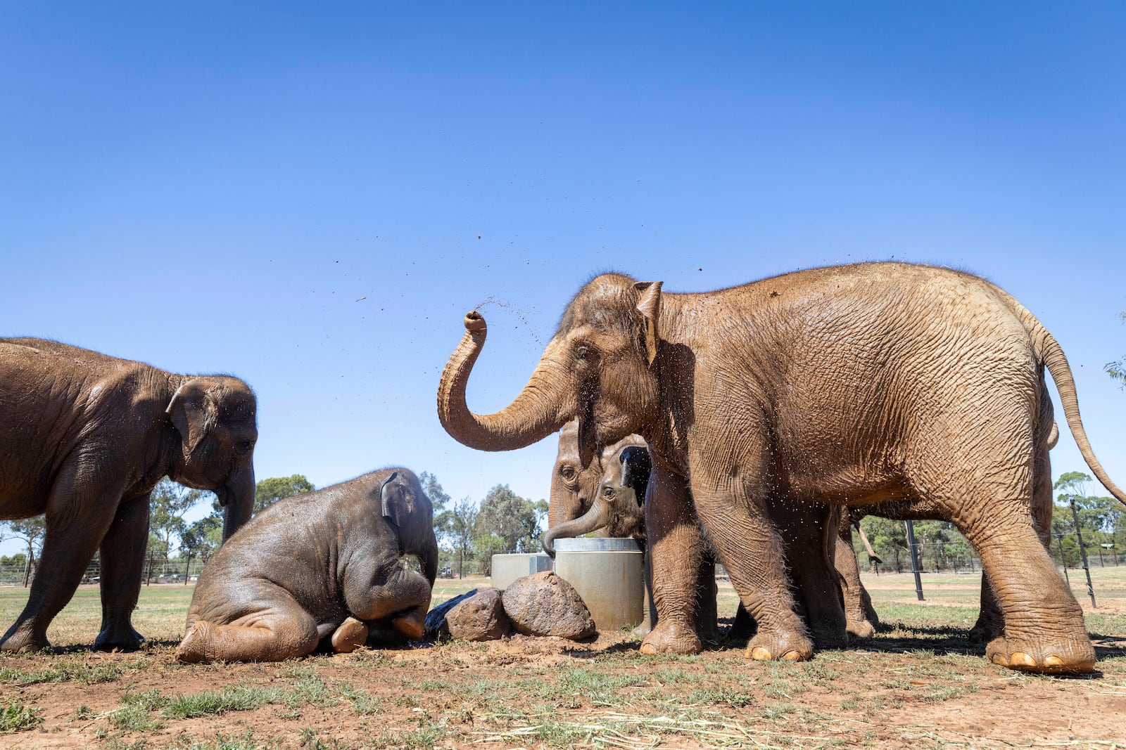 In this photo provided by Zoos Victoria on Thursday, Feb. 13, 2025, elephants explore their new home at Werribee Open Range Zoo after a program in Australia to move a herd of Asian elephants from Melbourne Zoo to Werribee Open Range Zoo. (Jo Howell/Zoos Victoria via AP)