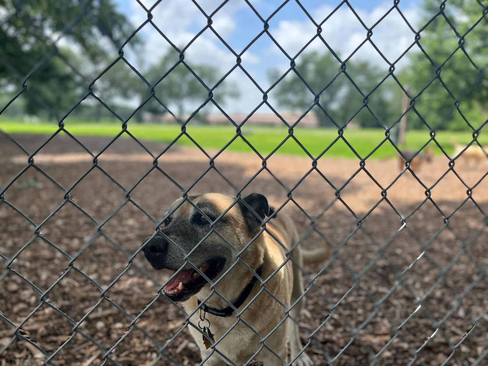 A dog at Deeds Point Dog Park. The park must relocate to a new space by early July. CORNELIUS FROLIK / STAFF