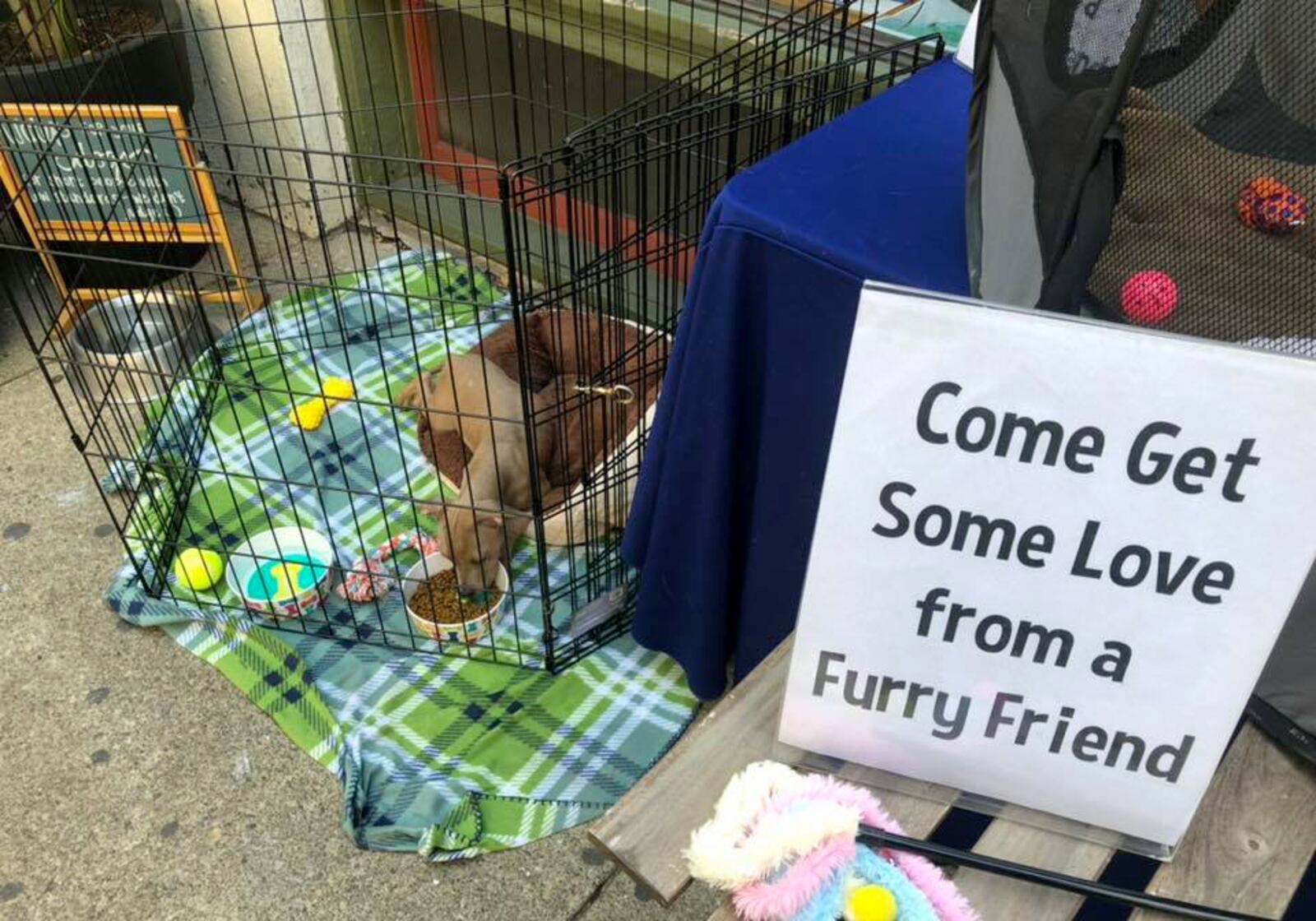 The Humane Society of Greater Dayton took a puppy and kitten to the Oregon District Monday to offer pet therapy in the aftermath of the Sunday shootings. HUMANE SOCIETY OF GREATER DAYTON