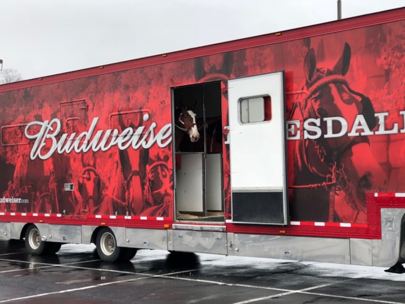 PHOTOS: The Budweiser Clydesdales are in Dayton