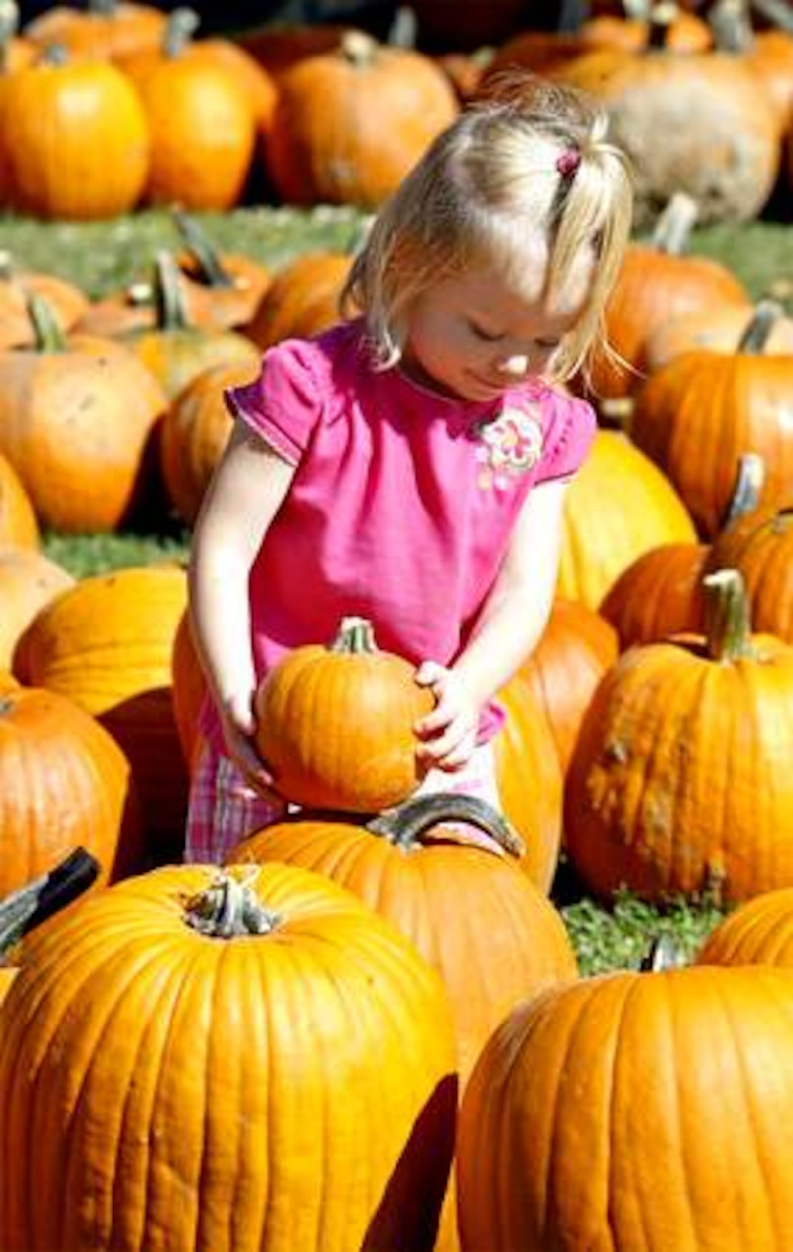 Kayleigh White, 2, sizes up the pumpkin she picked with a much larger pumpkin at Young's Jersey Dairy during the Fall Farm Pumpkin Festival Sunday.