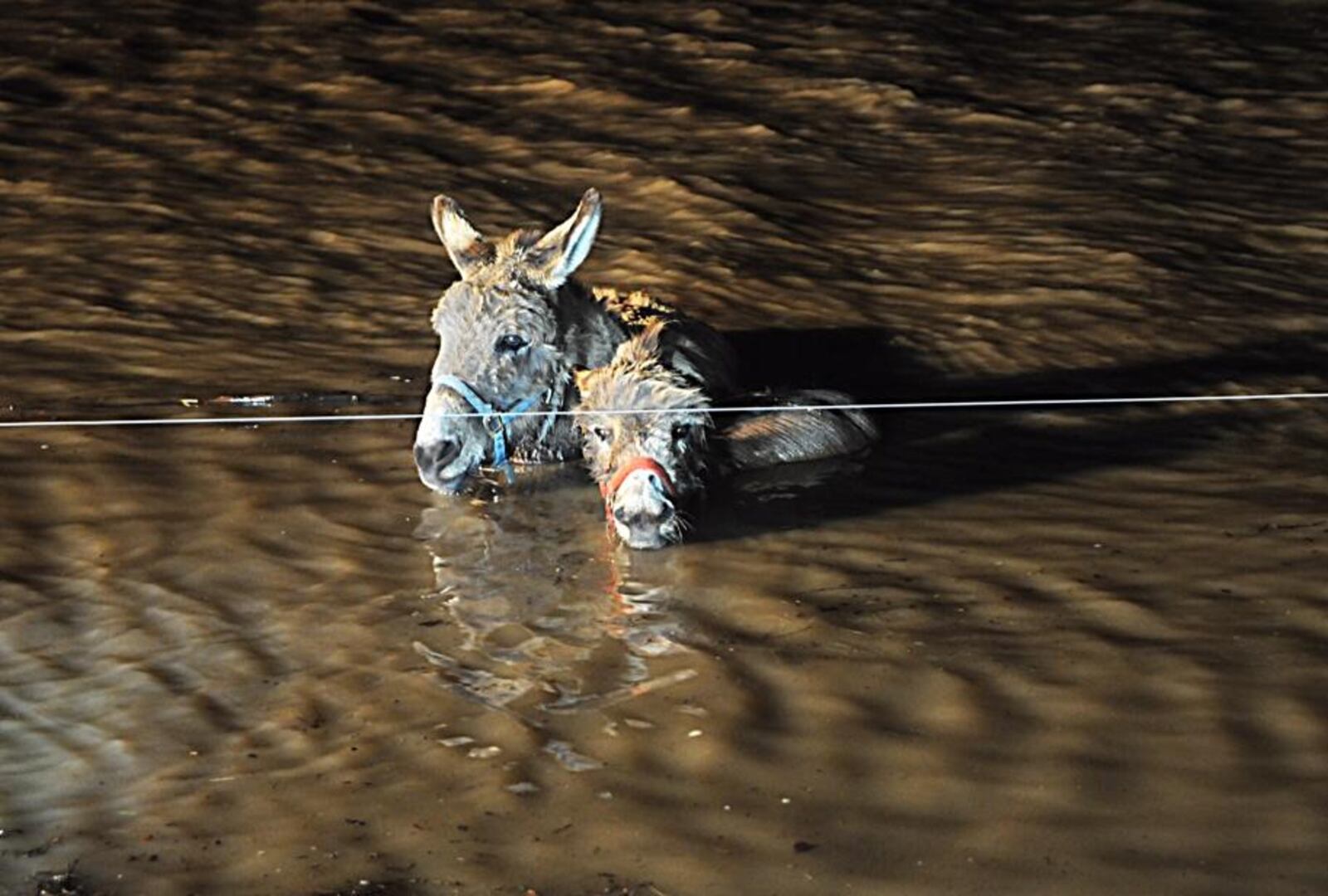 Donkeys Eddie, left, and Pancho were rescued from a flooded field Feb. 25, 2018, off Lower Valley Pike in Springfield Twp., Clark County, after a neighbor spotted them trapped in water up to their necks.