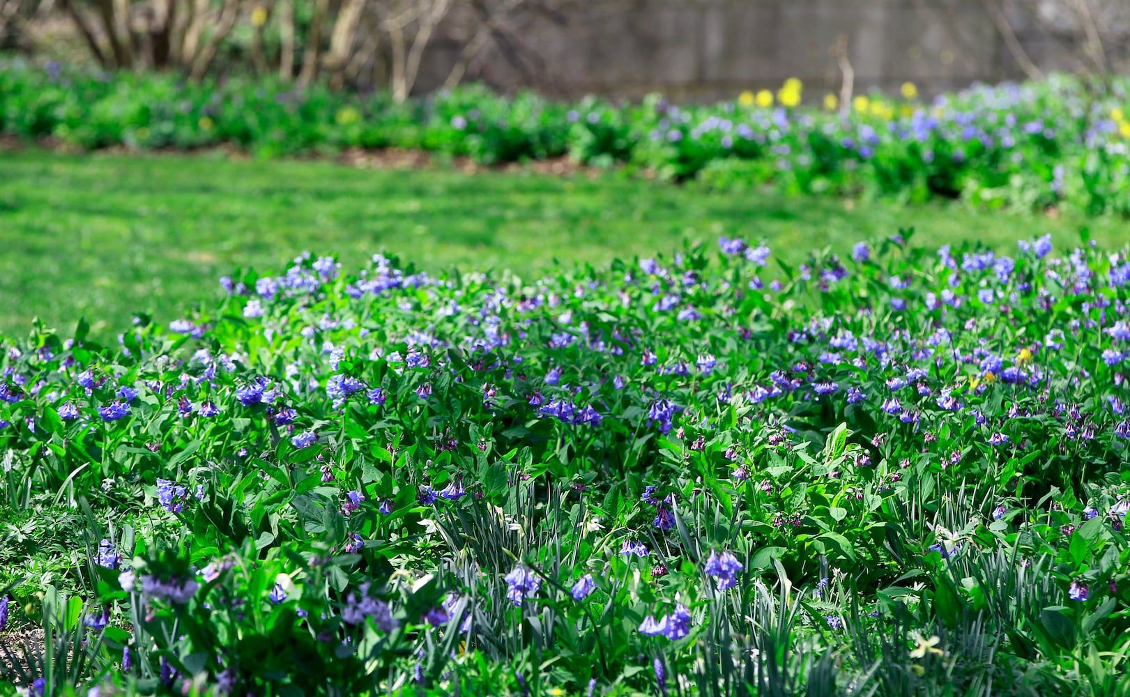 Virginia Bluebells bloom at Aullwood Garden MetroPark