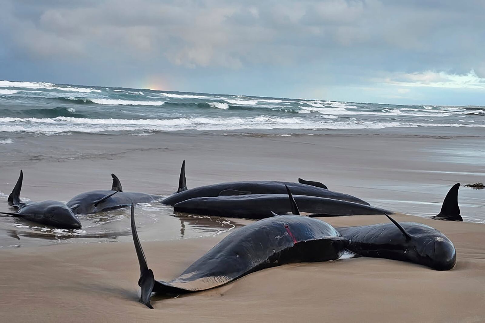 In this photo provided by Jocelyn Flint, false killer whales are stranded, Wednesday, Feb. 19, 2025, on a remote beach on near Arthur River inAustralia's island state of Tasmania. (Jocelyn Flint via AP)