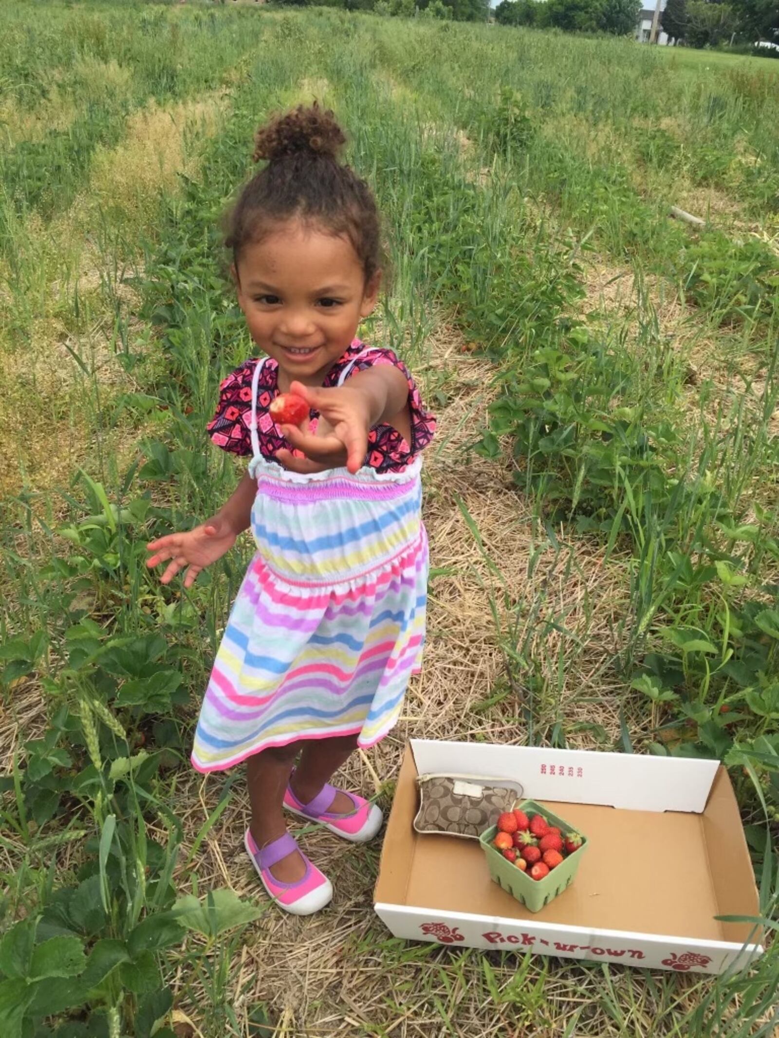 McKenzie DiSalvo has been berry picking with her mom since she was a toddler - CONTRIBUTED