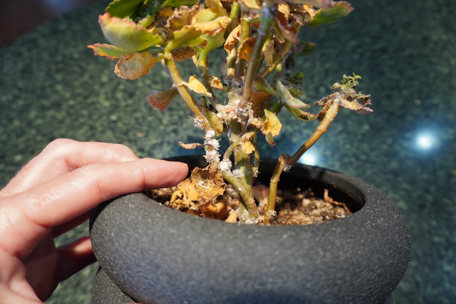 The white mass at the base of the stems is mealybug.