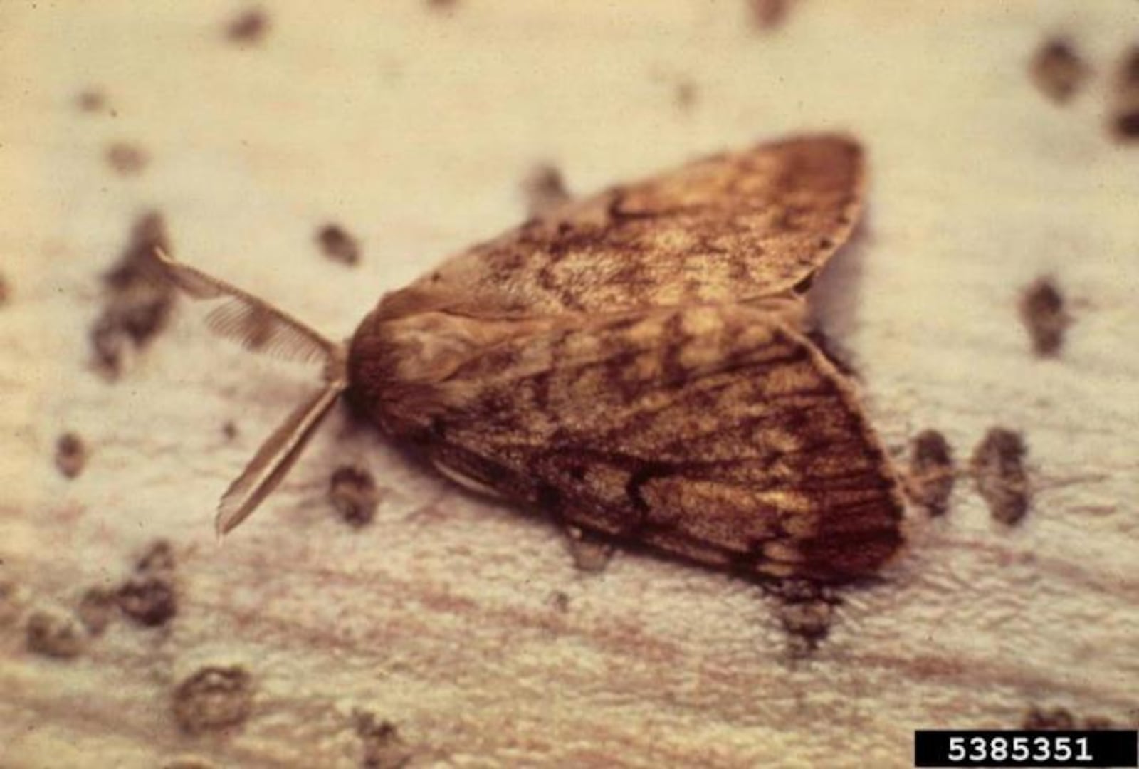 Adult spongy moth (formerly gypsy moth) .