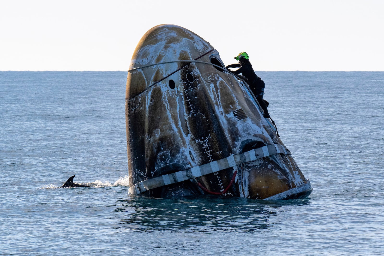 A support team member works on the SpaceX capsule shortly after it landed with NASA astronauts Nick Hague, Suni Williams, Butch Wilmore, and Russia’s Alexander Gorbunov aboard as a dolphin swims past in the water off the coast of Tallahassee, Fla., Tuesday, March 18, 2025. (Keegan Barber/NASA via AP)