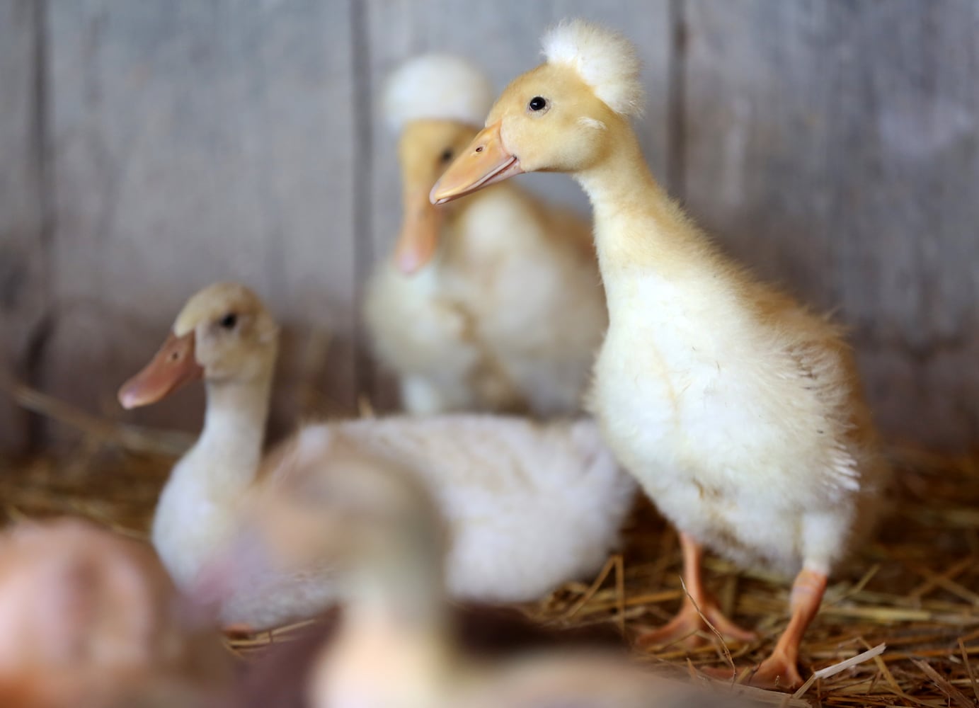 PHOTOS: AWWW! Sleepy mini goats and adorable lambs among the Aullwood Farm babies