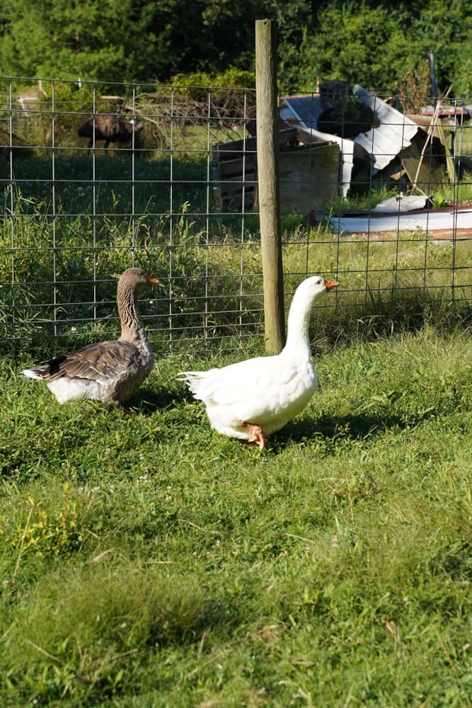 26 animals removed from Jefferson Twp. farm