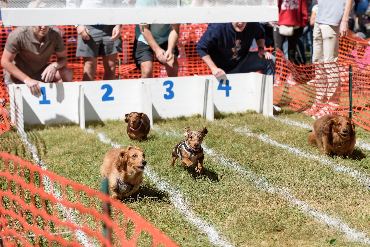 PHOTOS: 2024 Oktoberfest Springboro