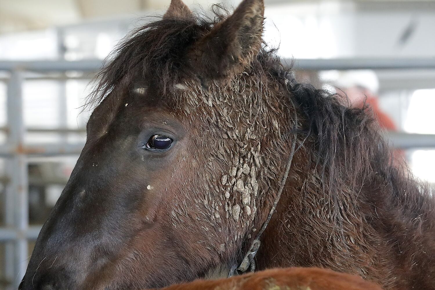 PHOTOS:  Wild Horse and Burro Adoption