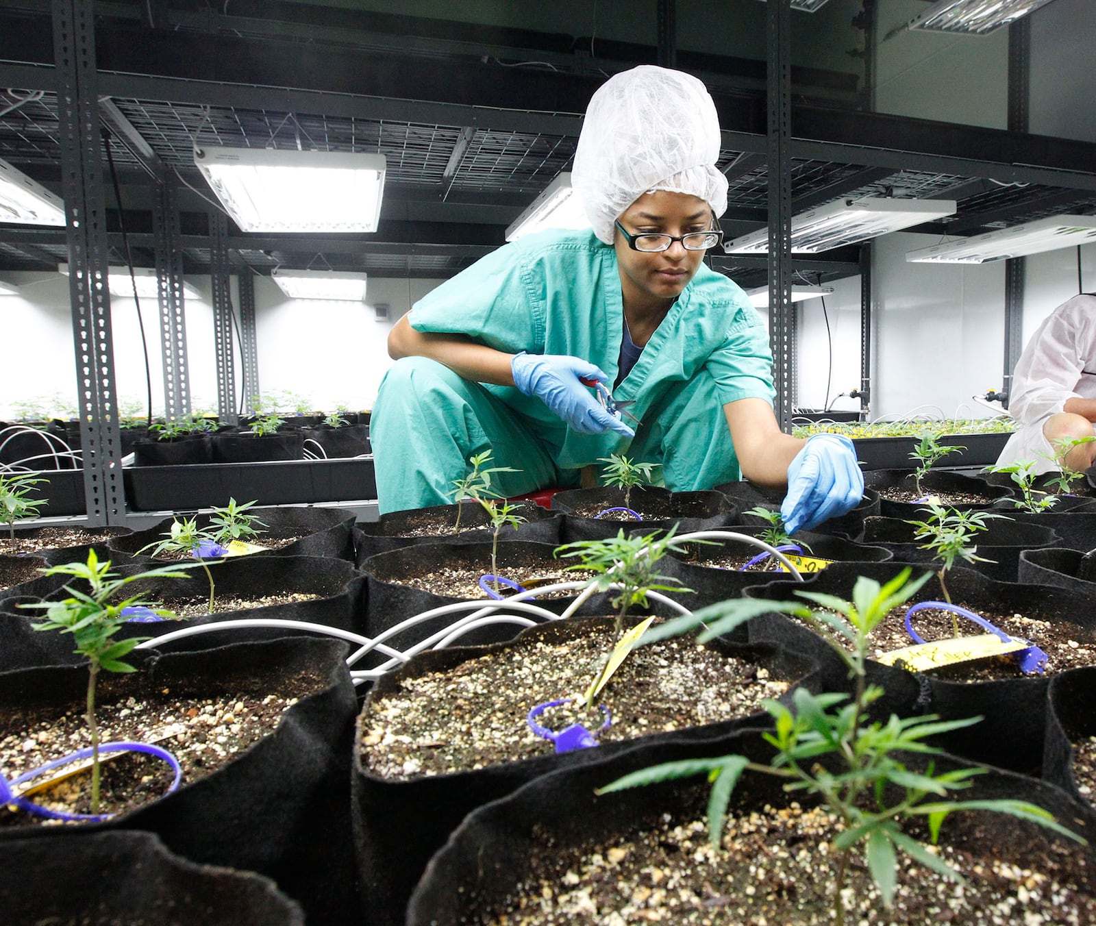 Medical marijuana cultivator and processor Cresco Labs, hosted a ribbon cutting at its Yellow Springs facility on Monday to mark the first cultivation of plants.  A cultivator trims young marijuana plants in the vegetation room.  TY GREENLEES / STAFF