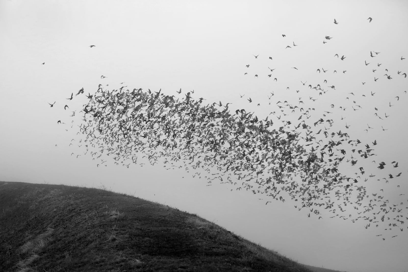 Jim Witmer’s retrospective provides an overview of the many facets of his work, including this image titled "Birds in Fog." Contributed photo