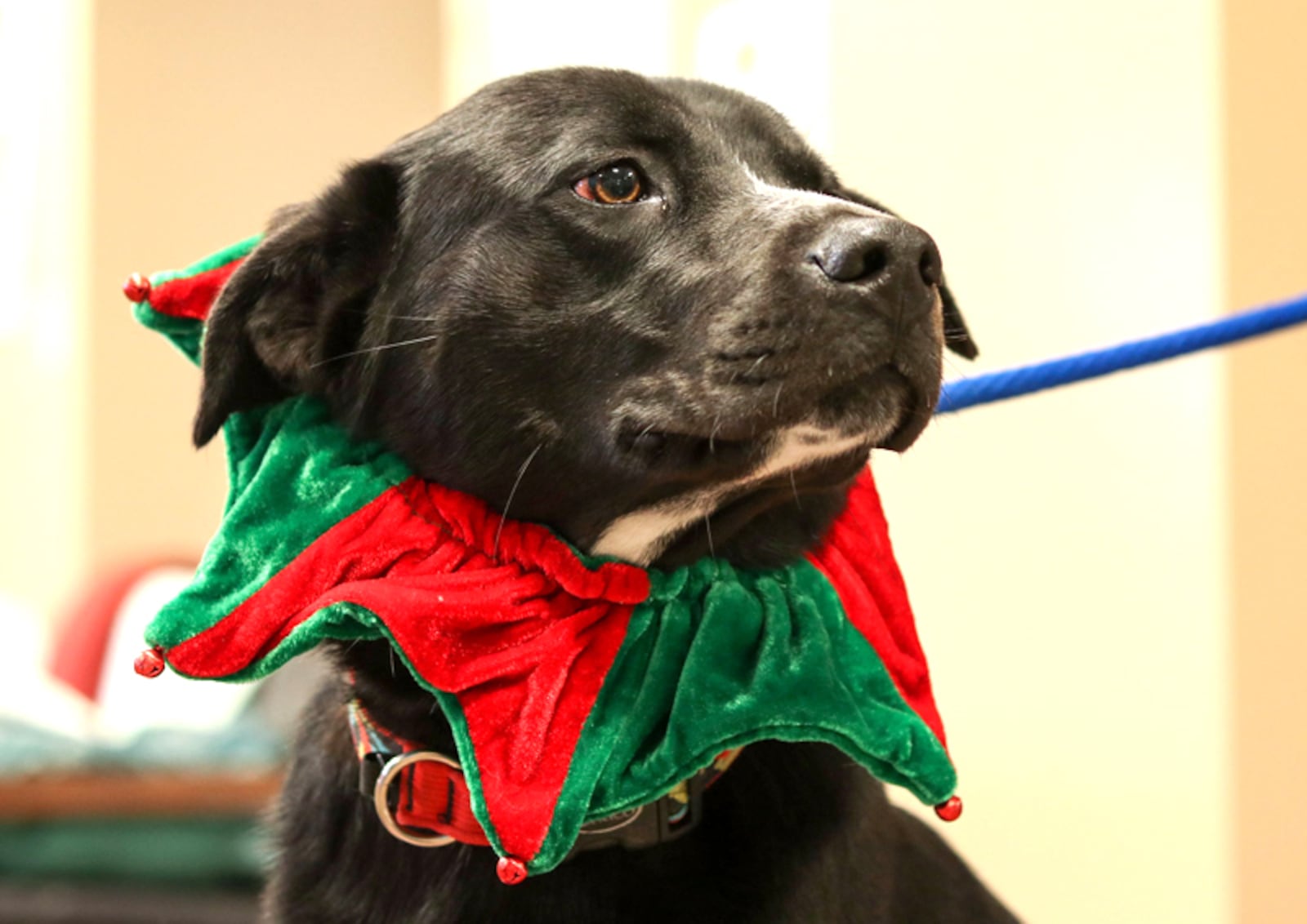 The Forsyth County Animal Shelter is waiving its $85 pet adoption fee for the holidays, beginning Nov. 24 and extending through Jan. 2. FORSYTH COUNTY