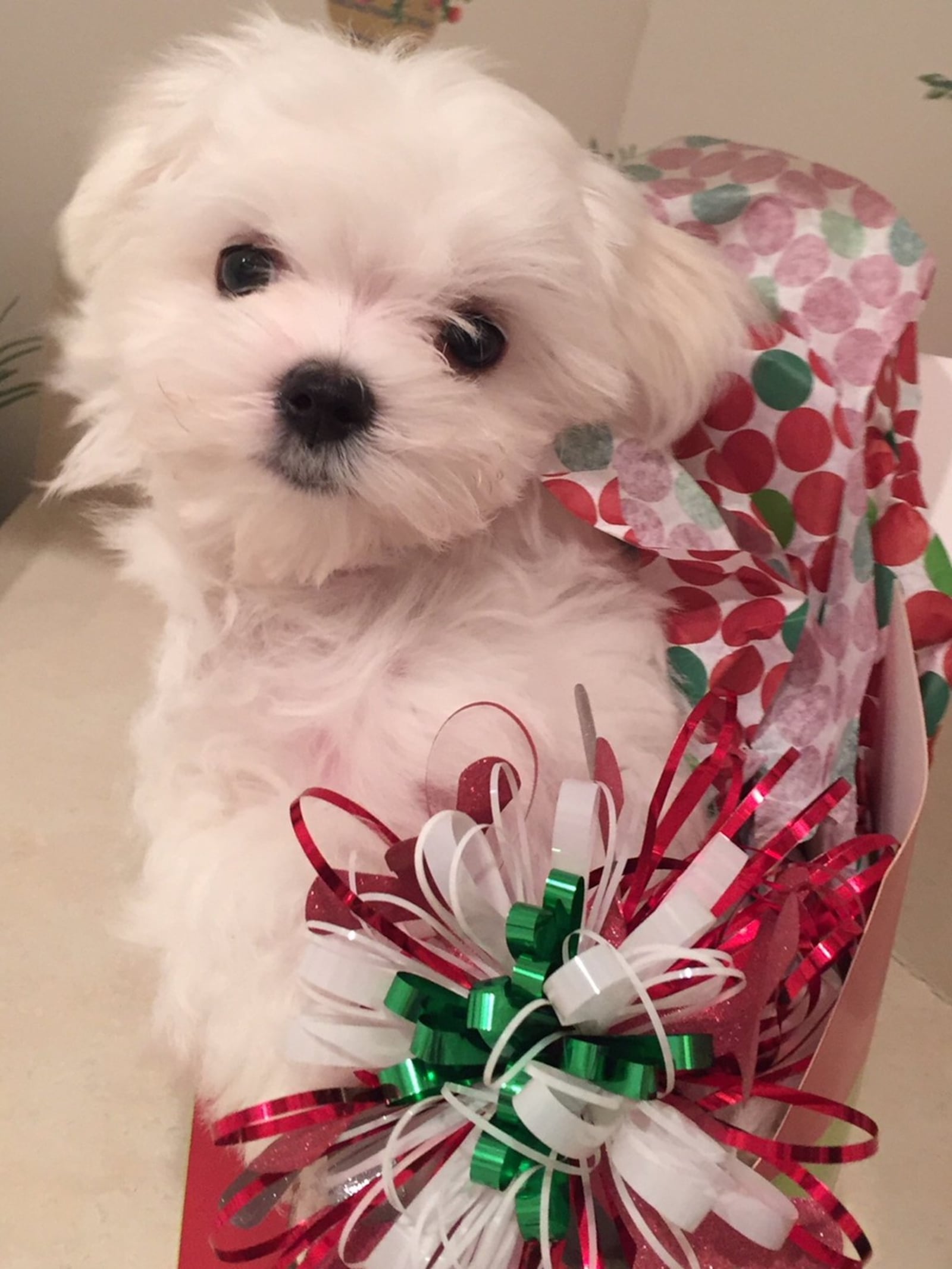 Herbie, owned by Steve Gottlieb and Laurie Raber Gottlieb, is a 2-year-old Maltese who loves to kiss people. He adores Christmas because mistletoe gives him an excuse to dole out even more doggie kisses. Courtesy of Steve and Laurie Gottlieb